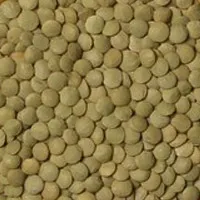 عدس درشت فله مقدار 250 گرم