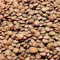 عدس ریز فله مقدار 250 گرم